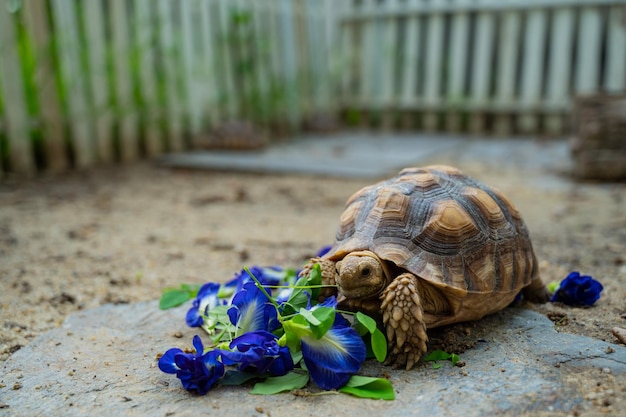 Sucata tortoise eating vegetables with nature background