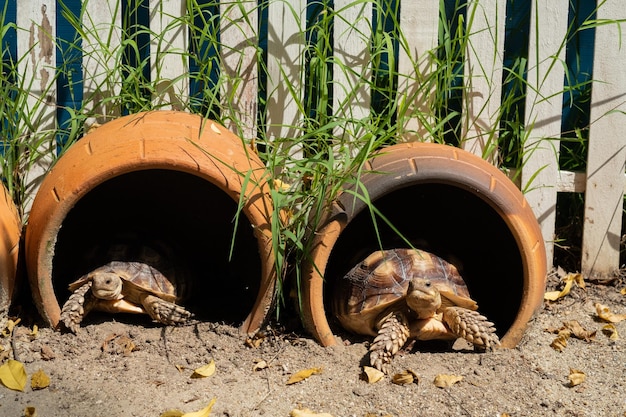 Sucata tortoise on the ground