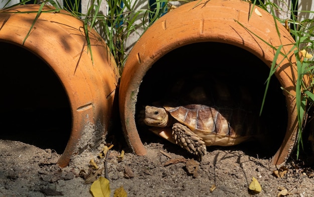 Sucata tortoise on the ground