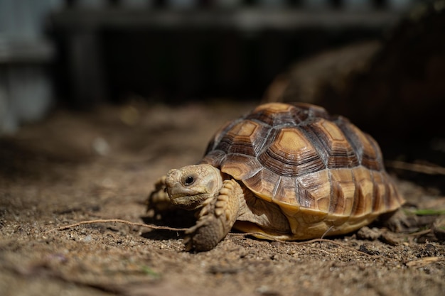 Sucata tortoise on the ground