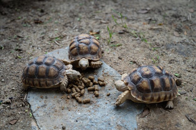 Sucata tortoise on the ground