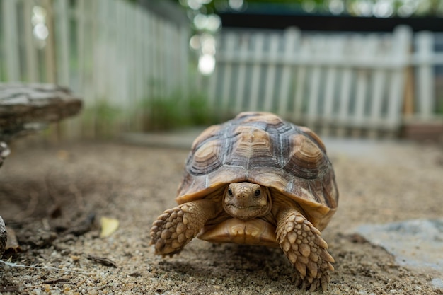 Sucata tortoise on the ground