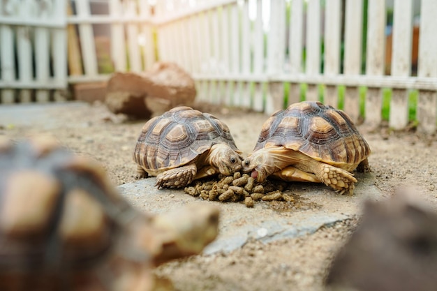 Sucata tortoise on the ground