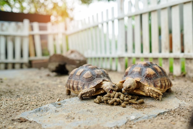 Sucata tortoise on the ground