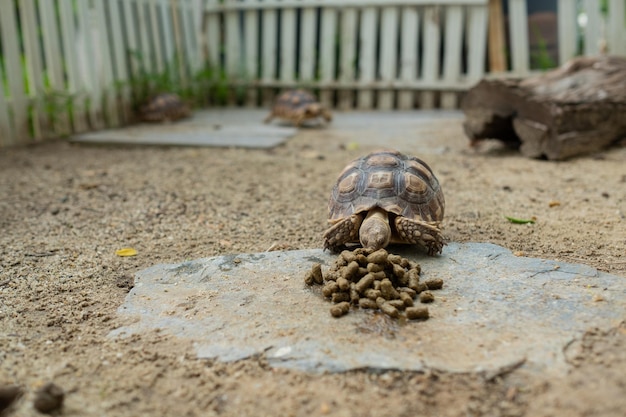 Sucata tortoise on the ground