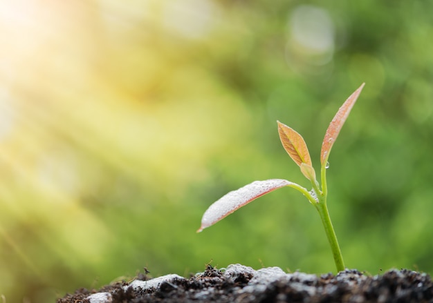 Success in business, watering young new born plant growing out of soil in sun light