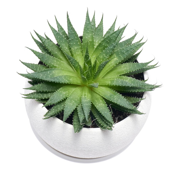 Succulent aloe aristata plant in white ceramic pot isolated on white background