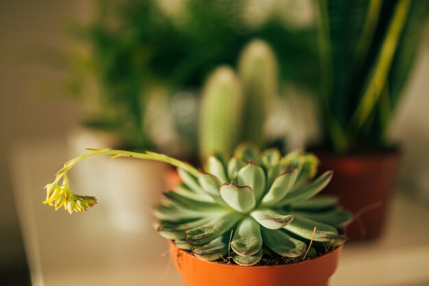 Succulent blooming echeveria plant and flowers in flowerpots sta