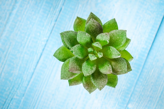 Succulent on a blue wooden table. Top view. Copy space.