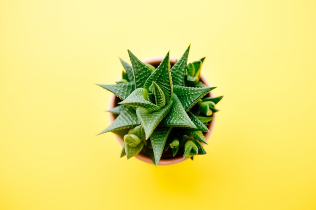 Succulent and cactus haworthia in a pink flower pot on a solid color background with copy space. Modern minimalist home decor. top view