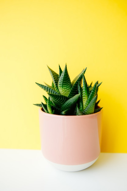 Succulent and cactus haworthia in a pink flower pot on a solid color background with copy space. Modern minimalist home decor.