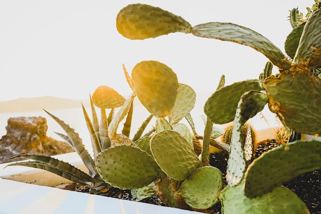 Succulent cactus plant in flowerbed closeup on sunset in Santorini