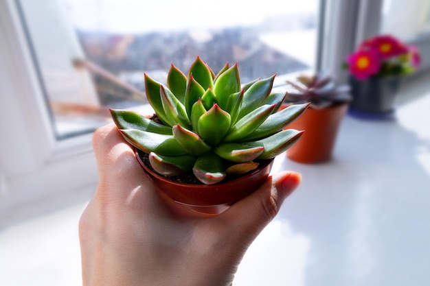 Succulent echeveria home plant in pot on window in sunny day