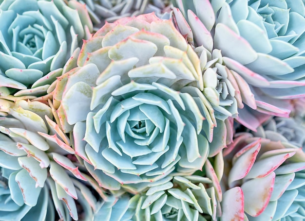 Succulent flower house plants top view background