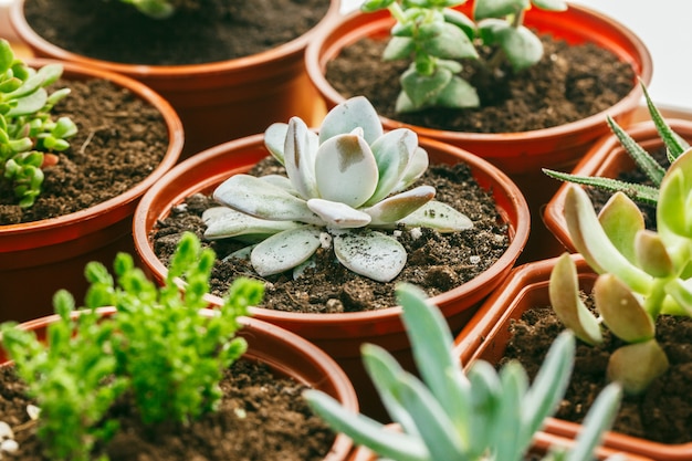 Succulent flowering house plants. 