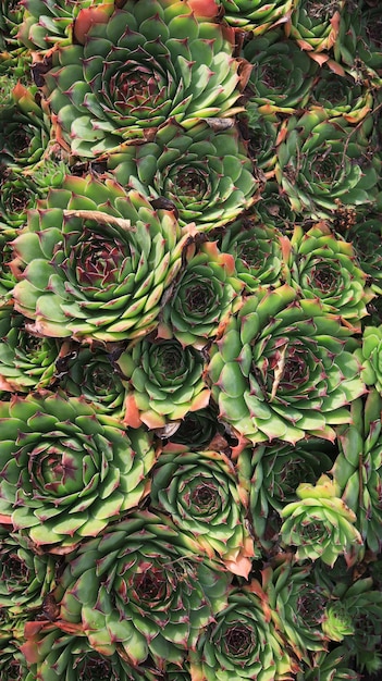 Succulent garden plants