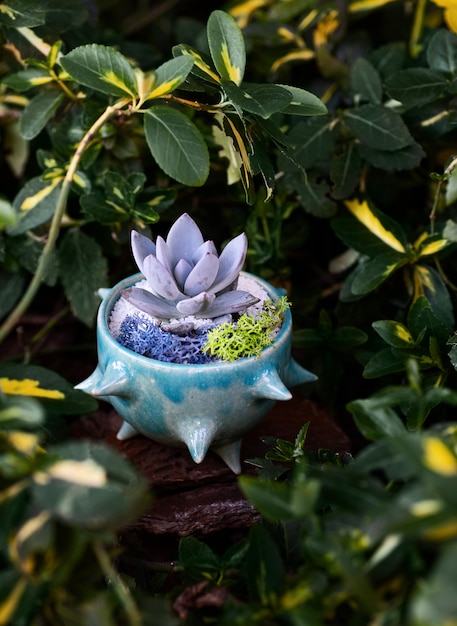 Succulent in the glance blue flowerpot among green-yellow leaves of barberry bush