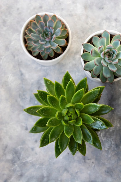 Succulent household plants in pots