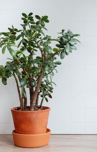 Succulent houseplant Crassula ovata in a pot on the table