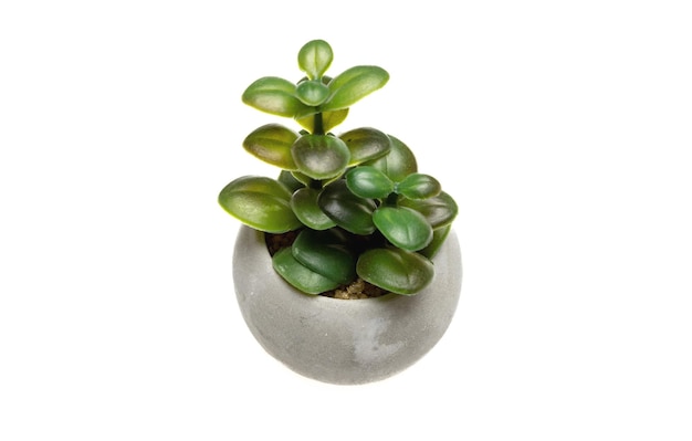 Succulent leaf plant in gray pot isolated cutout on white background