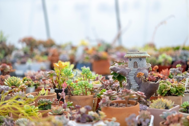 Succulent Ornamental plants are beautifully