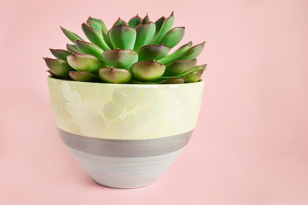 Succulent on pink background