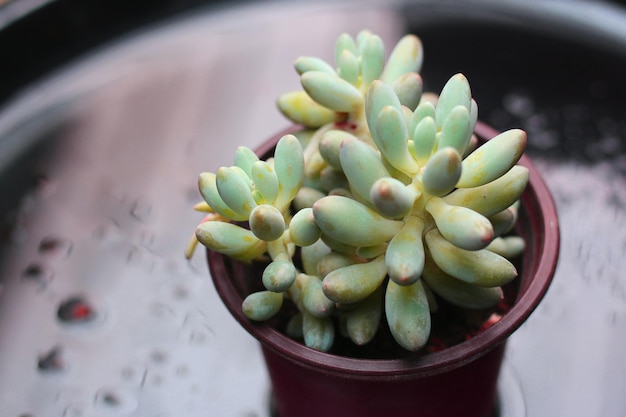 succulent plant beauty, close-up view