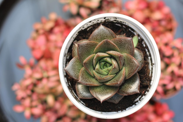 succulent plant beauty, close-up view