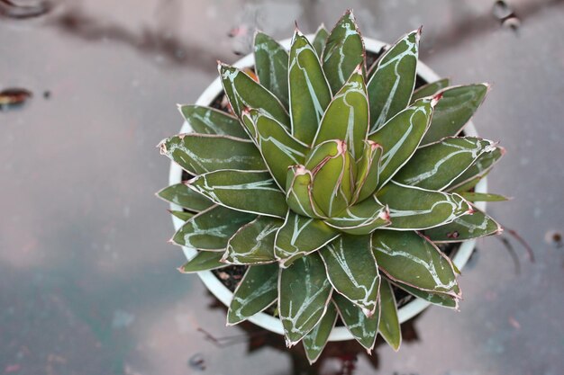 succulent plant beauty, close-up view