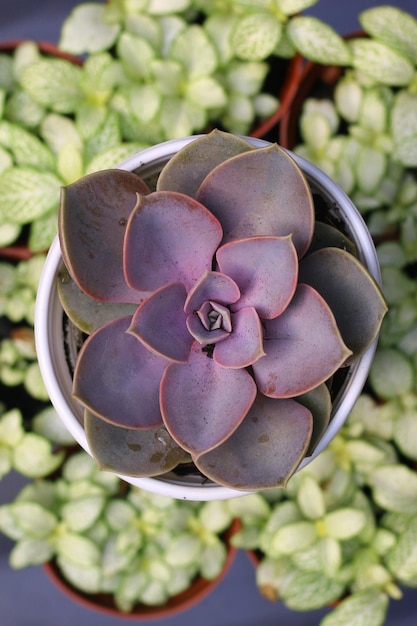 succulent plant beauty, close-up view