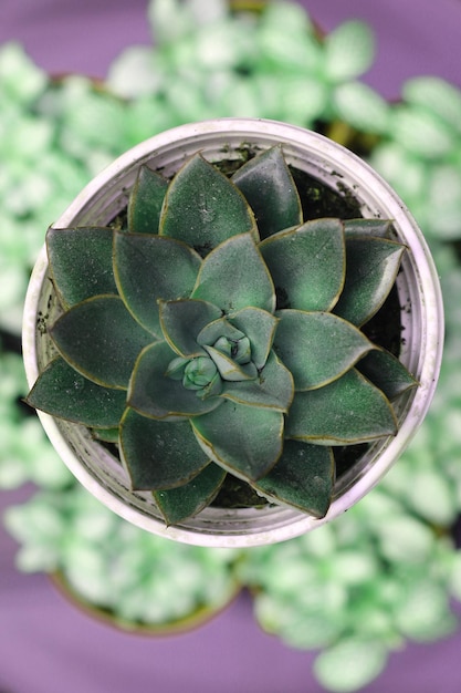 succulent plant beauty, close-up view