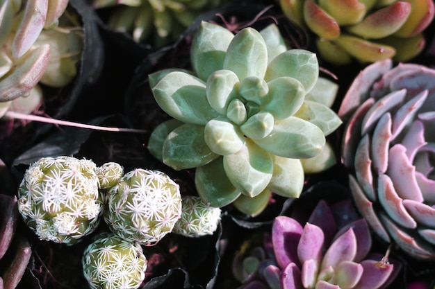 succulent plant beauty, close-up view