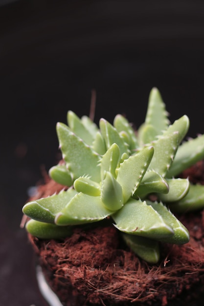 succulent plant beauty, close-up view