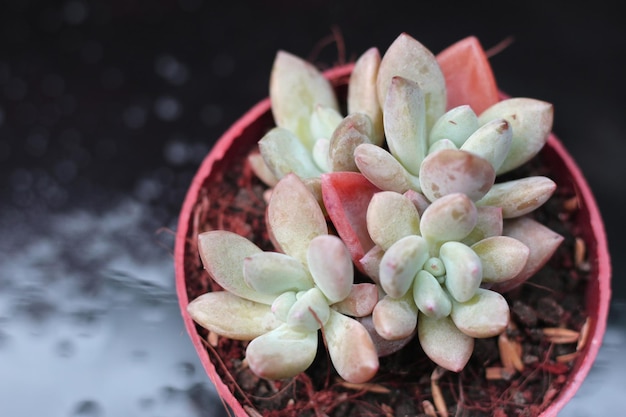 succulent plant beauty, close-up view