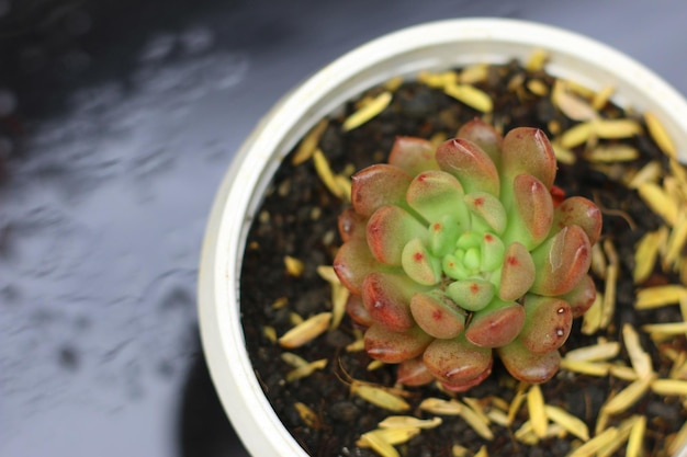 succulent plant beauty, close-up view