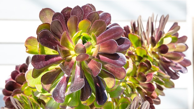 Succulent plant close up view sunny day springtime