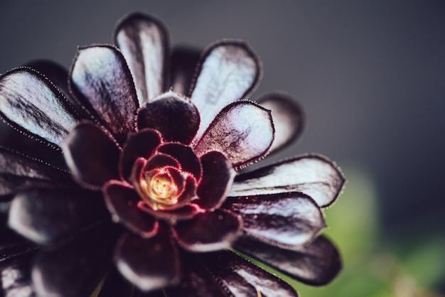 succulent plant closeup