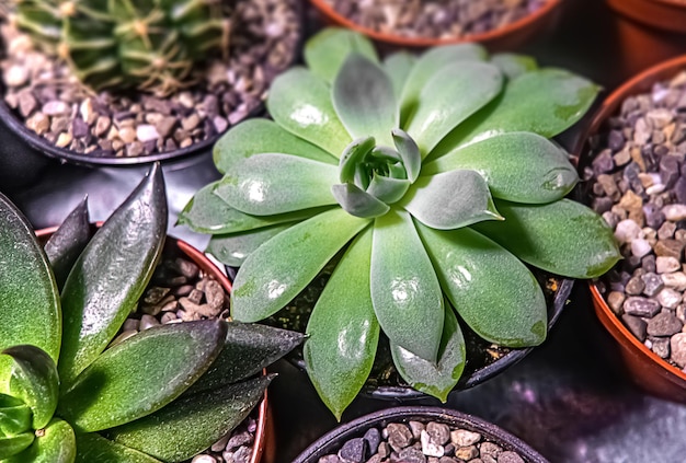 Succulent plant Echeveria in flower pot with pebbles near other florals.