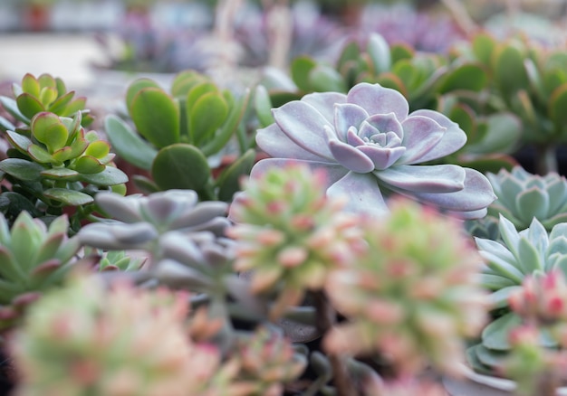 succulent plant in garden 