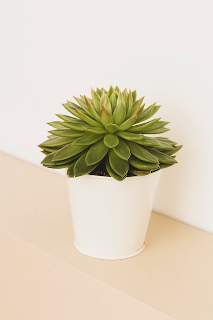 Succulent plant indoor decorative flower pots