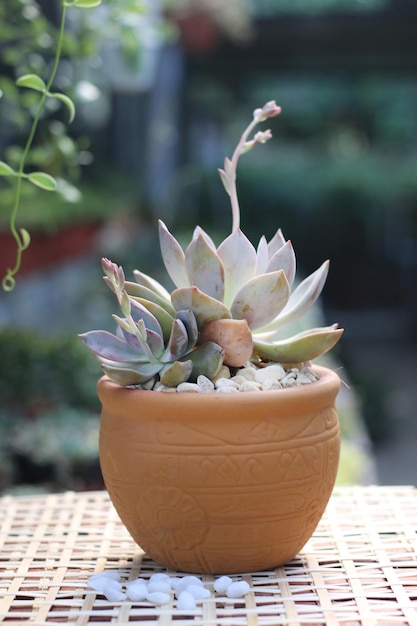 succulent plant and pot ceramic, close-up angle view