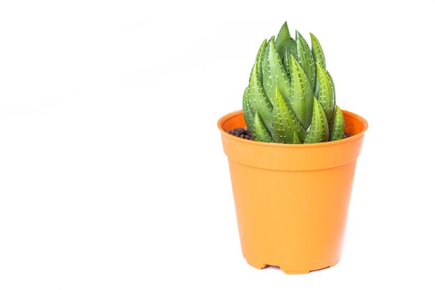 Succulent plant in the pot on white background cactus