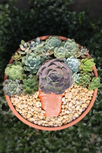 succulent plant set beauty, close-up angle view