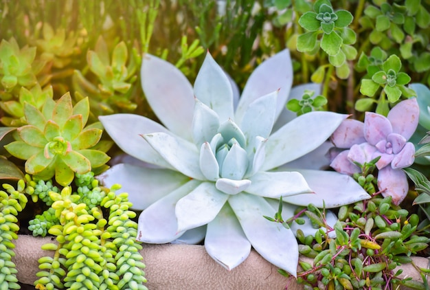 Succulent plant various types beautiful growing 