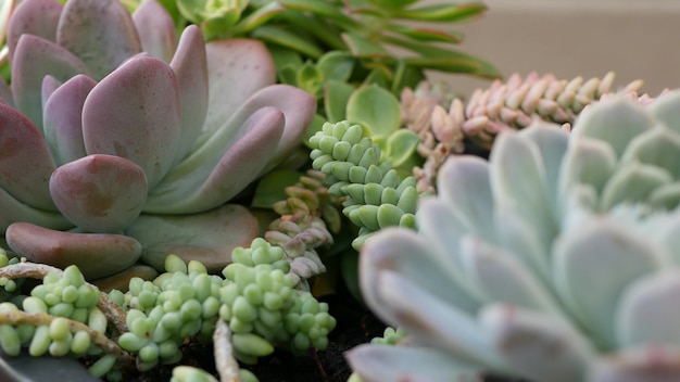 Succulent plants collection, gardening in California, USA. Home garden design, diversity of various botanical hen and chicks. Assorted mix of decorative ornamental echeveria houseplants, floriculture