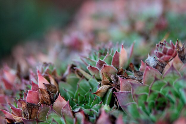 Succulent plants in the garden