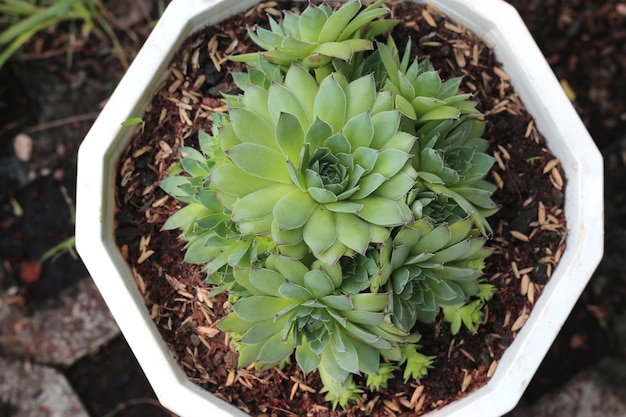 succulent plants in white pot, close-up center view