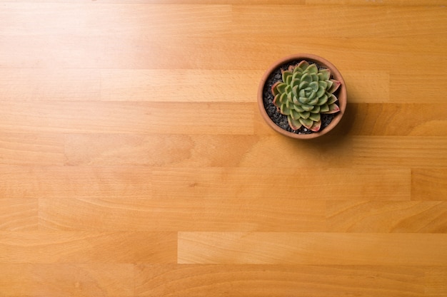 Succulent in pot wooden table background with copy space.