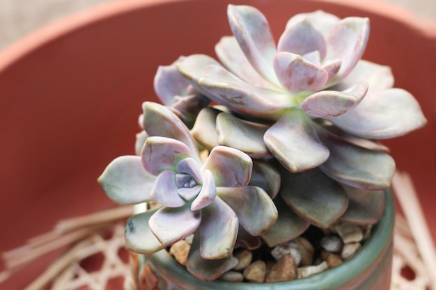 Succulent purple studio shot closeup angle view