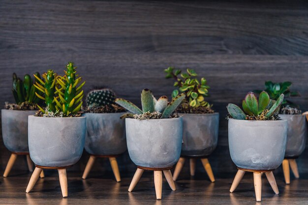 Succulents and cactus in a cute pot